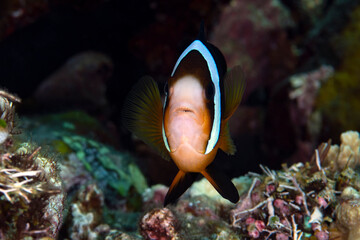 Fototapeta na wymiar Clownfish - Amphiprion clarkii. Sea life of Tulamben, Bali, Indonesia.