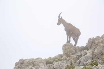 Bouquetin des Alpes sur un rocher sous le brouillard