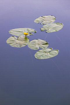 Nuphar - Water Lily