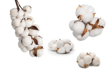 Cotton flower branch isolated on white background.