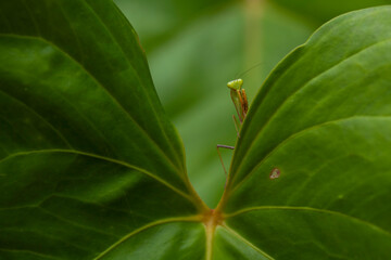 Praying Mantis Between Green Leaves