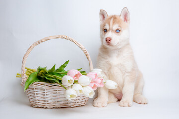 Fototapeta na wymiar siberian husky puppy with a bouquet of spring flowers sits on a white background