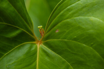 Praying Mantis Between Green Leaves - Powered by Adobe