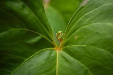 Praying Mantis Between Green Leaves