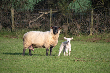 Spring Lambe  and  ewe  sheep  