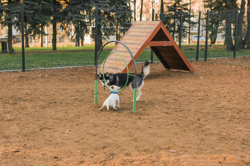 Dog jack russell terrier and husky funny playing together outdoors in dogs playground at sunny...