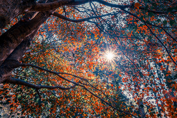 Fallen leaves and autumnal red maple trees with sunbeams in the valley. Colorful foliage in the park. Falling leaves natural background. Landscape photography. Beautiful autumn landscape..