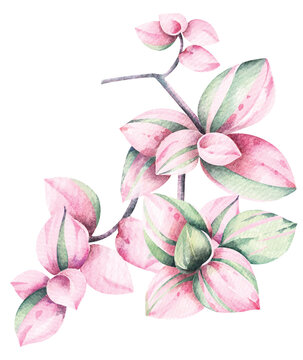 Tropical leaves of pink and green color, watercolor illustration.Pink spotted leaves
(Callisia Repens Pink Lady).Ornamental plants for background, wallpaper invitation card.
Houseplant.