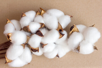Dry flowering cotton branch on natural craft background, production from natural organic materials, copy space for text	