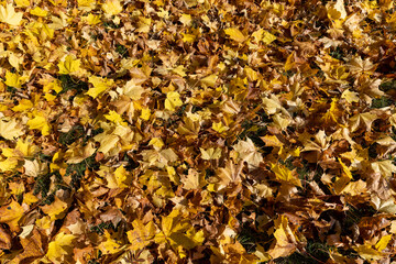 Orange maple foliage on the ground during leaf fall