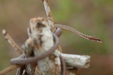 Little Snake in Nature 