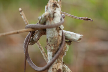 Little Snake in Nature 