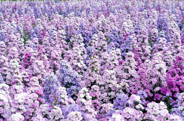 Obraz premium Purple and pink Marguerite or Argyranthemum frutescens (Chrysanthemum fructescens) flowers in the garden