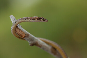 Little Snake in Nature 