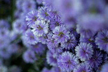 Purple flowers blooming in the morning