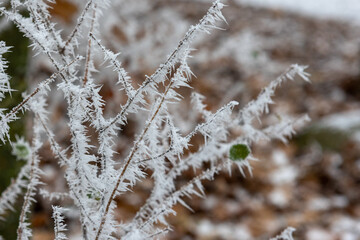 Zamarznięta gałązka w parku