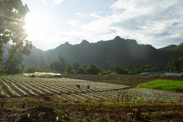 Vegetable planting plots of villagers in Pang Phueng Village