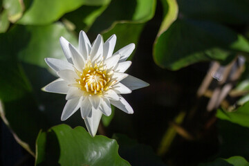 White lotus flowers are blooming in pots.