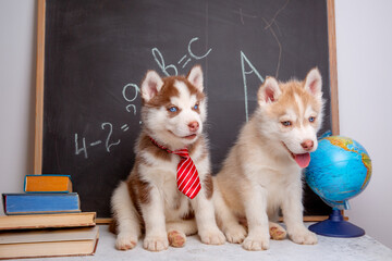 Siberian husky puppy of a student in glasses and tie on the background of a blackboard with books at school. funny adorable pets puppies, school learning concept