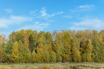 Yellowing birch foliage in October