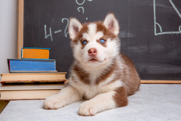 Siberian husky puppy of a student in glasses and tie on the background of a blackboard with books...