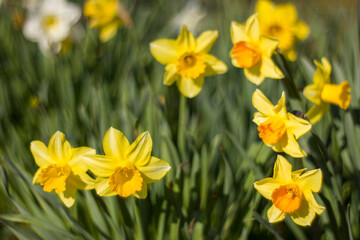 the daffodil, Narcissus pseudonarcissus, yellow narcissus flowers in a park, springtime