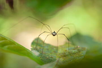Forest Spider on green leaves