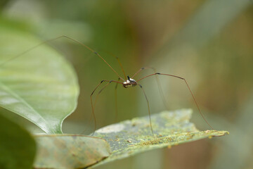 Forest Spider on green leaves