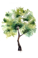 Fototapeta premium Green tree with leaves. Hand drawn watercolor painting, isolate on white background. Colorful splashing in the paper. It is wet texture with paint brushes stoke. Stylized summer tree. Eco design.