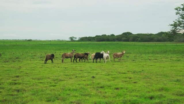 Campo abierto con caballos en llanos orientales 