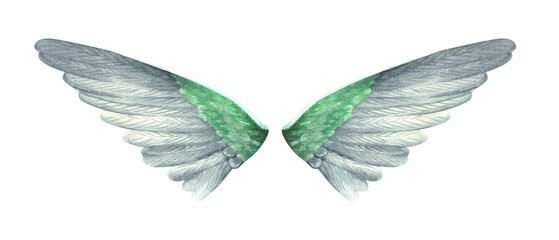 Grey-green bird wings. Watercolor illustration. Isolated on a white background