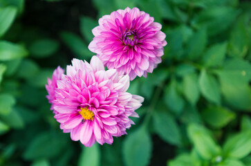 Pink Dahlia flower over blurred green leaves background, outdoor day light, flower garden in spring and summer season