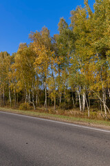 Obraz premium Yellowing foliage in the autumn season