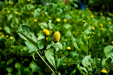 Plantação de jambu