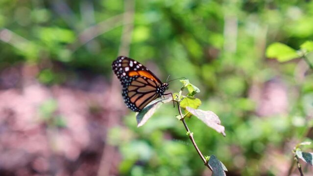 Imagen a detalle de mariposa de alas naranjas con negro sobre una rama en un plano cercano con un fondo natural 