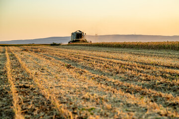 Fototapeta premium Harvesting the soybean crop, a farmer in a combine harvester at work in a farm field
