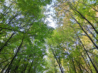 Green young trees in a dense forest. The tops of the trees are covered with green leaves in spring.