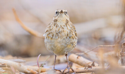 Water Pipit (Anthus spinoletta) is a songbird that lives on mountain slopes in Aya and European countries.