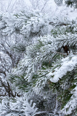 Pine branches covered with white snow and hoarfrost in winter on a frosty day close-up.