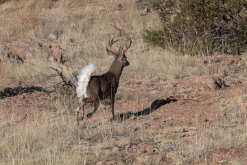 Buck Coues Whitetail Deer in the Arizona Desert