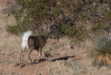 Buck Coues Whitetail Deer in the Arizona Desert