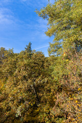 Fototapeta premium Mixed forest in the autumn season with different deciduous trees