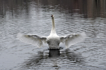 trauerschwan