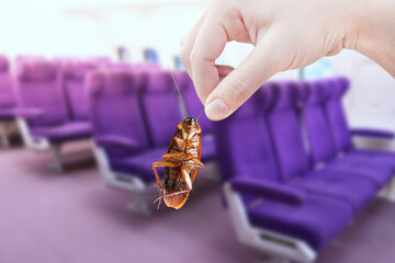 Hand holding cockroaches with Airplane cabine with compartments background, disturbances was...