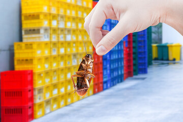 Hand holding cockroaches with crate plastic stacked fruit packing containers at supermarket,...