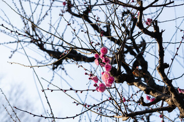 梅