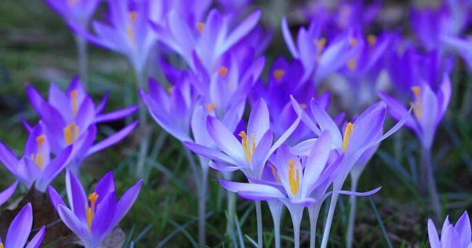 dzikie krokusy fioletowe jako wiosenne tło. purple crocuses	