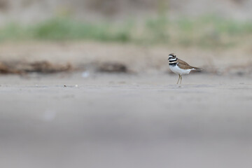 killdeer (Charadrius vociferus) plover foraging in the dunes of Texas.