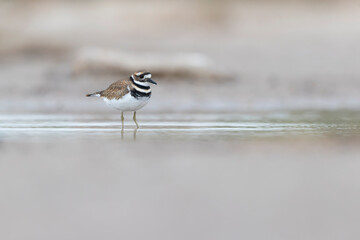 killdeer (Charadrius vociferus) plover foraging in the dunes of Texas.