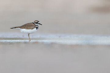 Obraz premium killdeer (Charadrius vociferus) plover foraging in the dunes of Texas.